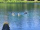 Thumbs/tn_ClearLake 034.jpg